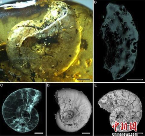 中国古生物学家在琥珀中初次发现史前海洋动物菊石（琥珀的起源）