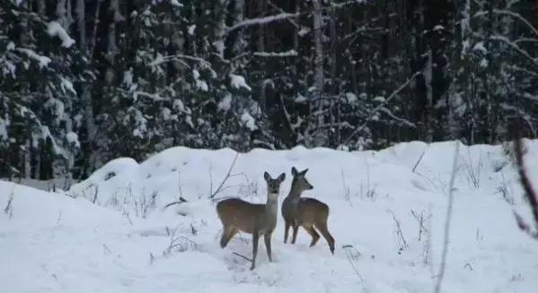 人间地狱切尔诺贝利，现在已经“鸟语花香”