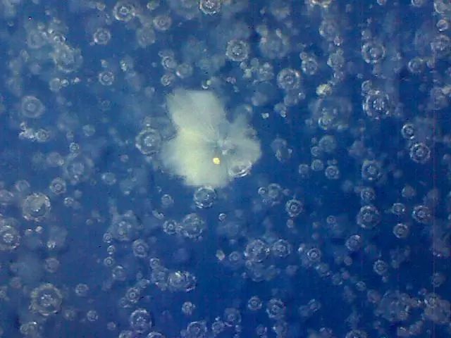 156、瓷器微观典型特征