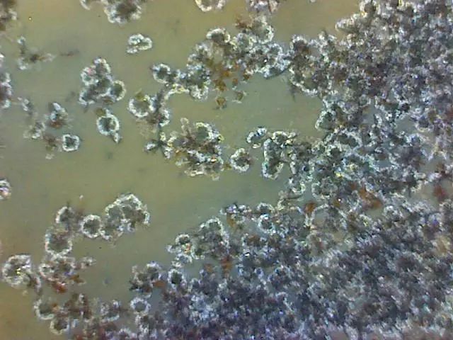 156、瓷器微观典型特征