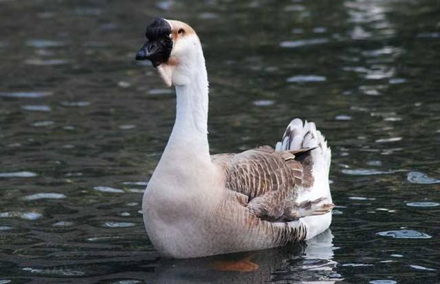 养鹅必备小手册,初养者的经验速成法,品种选择要慎重,已入手