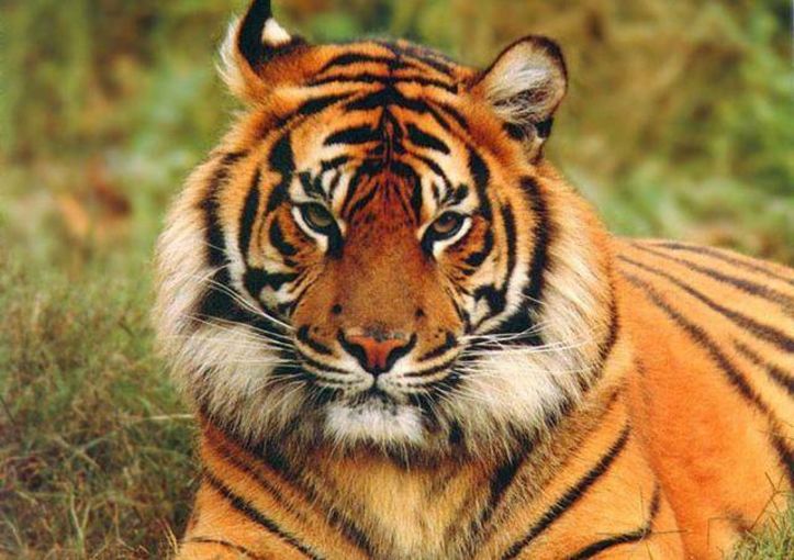 虎能进入十二生肖，象征勇敢和无畏，源于一个有趣的故事