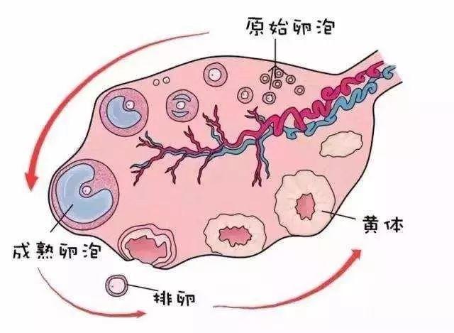 卵泡生长饮食指南