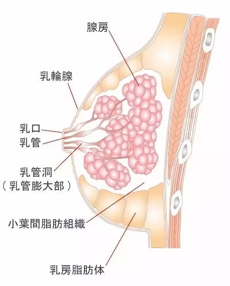 被"乳房按摩"毁掉的中国女人