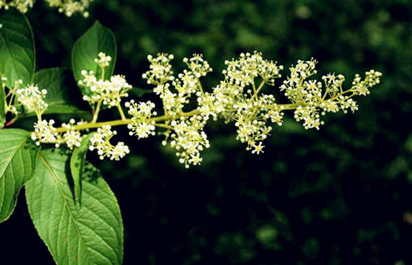 715aea7410a84542a472508649526979.jpg 715aea7410a84542a472508649526979.jpg