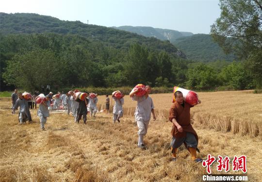 少林寺小麦丰收 众僧挥镰割麦