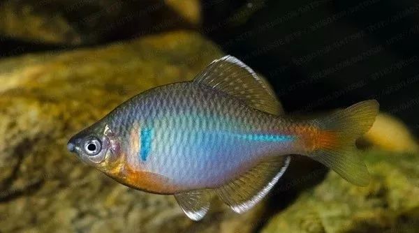 鱼多久能繁殖 BFE8F15BFEC6187BF1AA1417DAF2B24763C1FA08_size30_w600_h334.jpeg