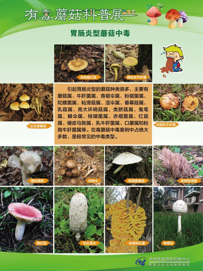 鉴别野生蘑菇是否有毒 目前没有简单易行的方法 预防蘑菇中毒的根本