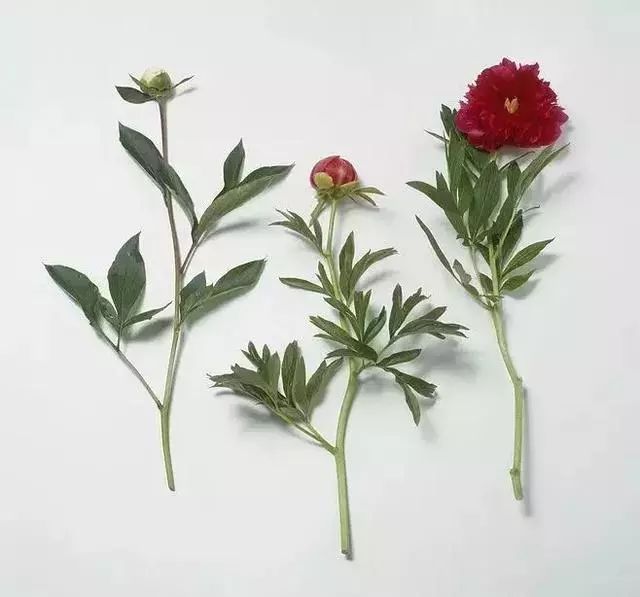 “爱”是什么？最诗意的回答