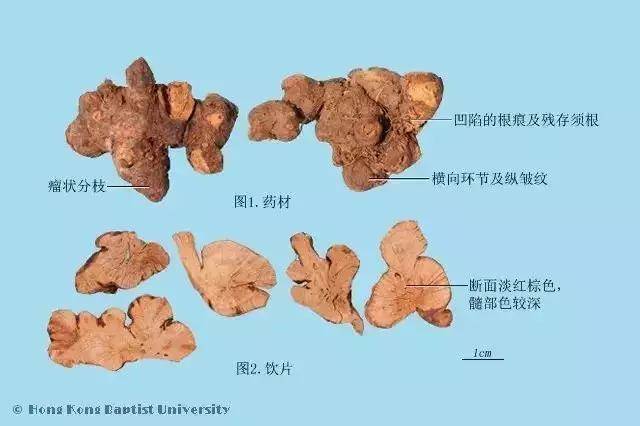 每天学习一味中药——金荞麦(第33天)