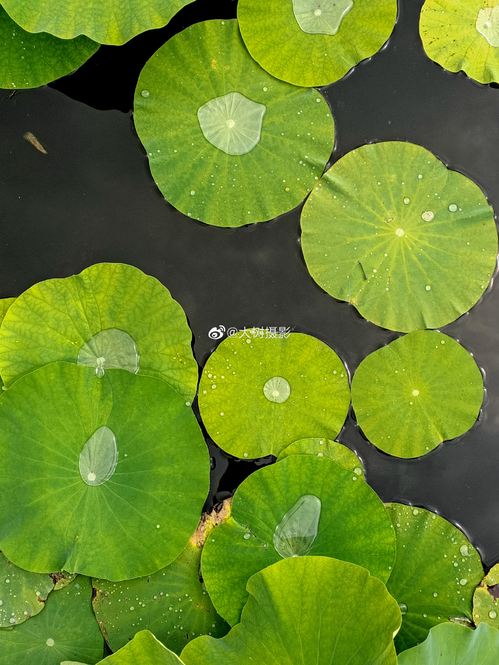 手持renoz教学夏日拍荷花这几个技巧很重要