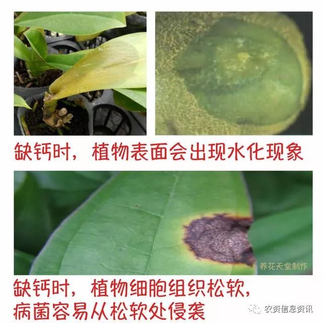 4,盆栽植物缺钙的表现