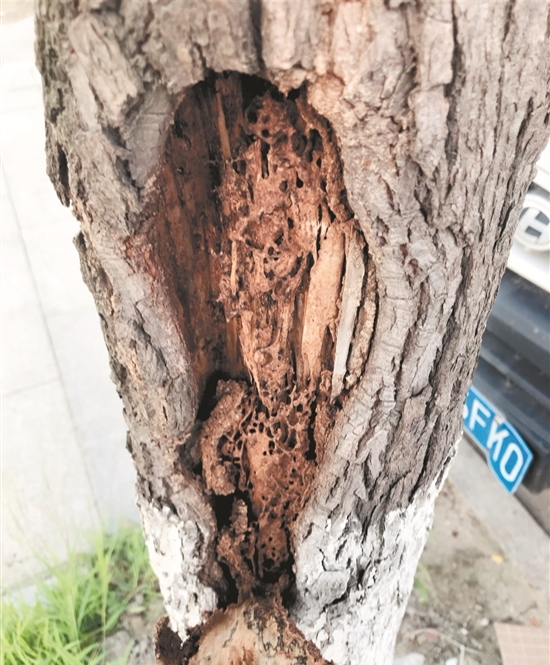 泉州市区丰海路行道树遭白蚁蛀蚀部分香樟树被掏空