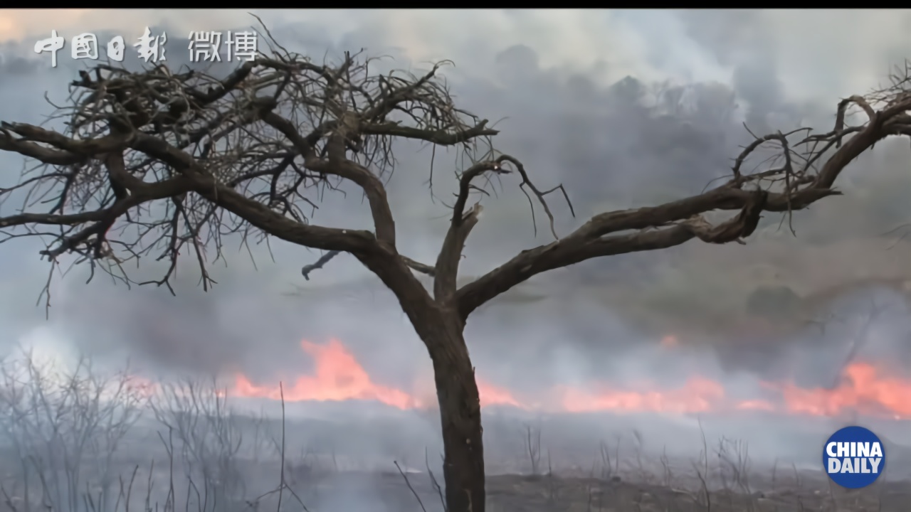 “地球之肺”在燃烧！亚马孙雨林过火面积超80万公顷