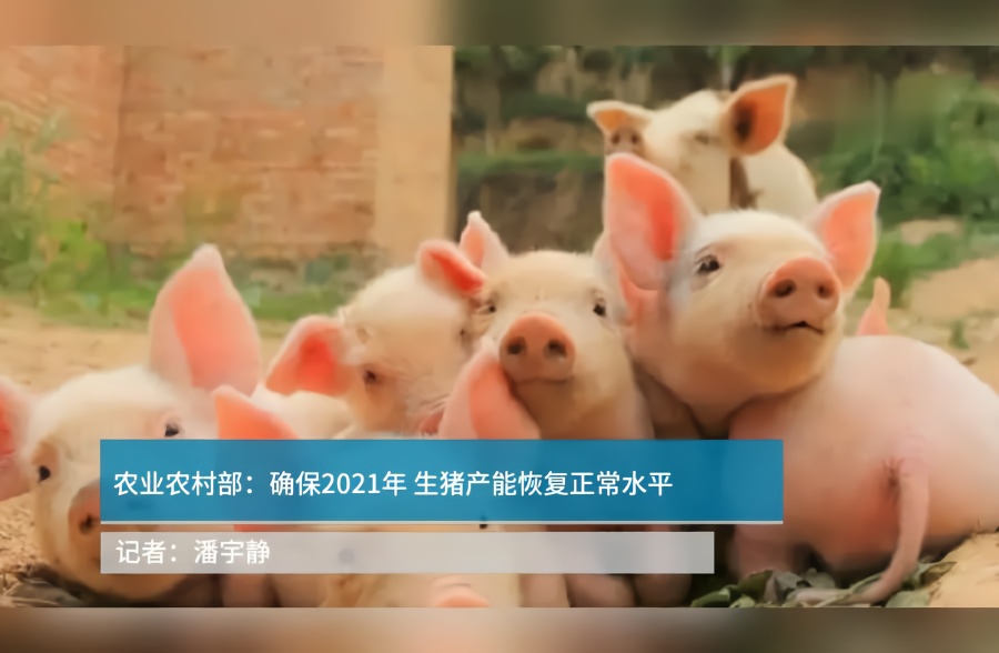 农业农村部：确保2021年生猪产能恢复正常水平