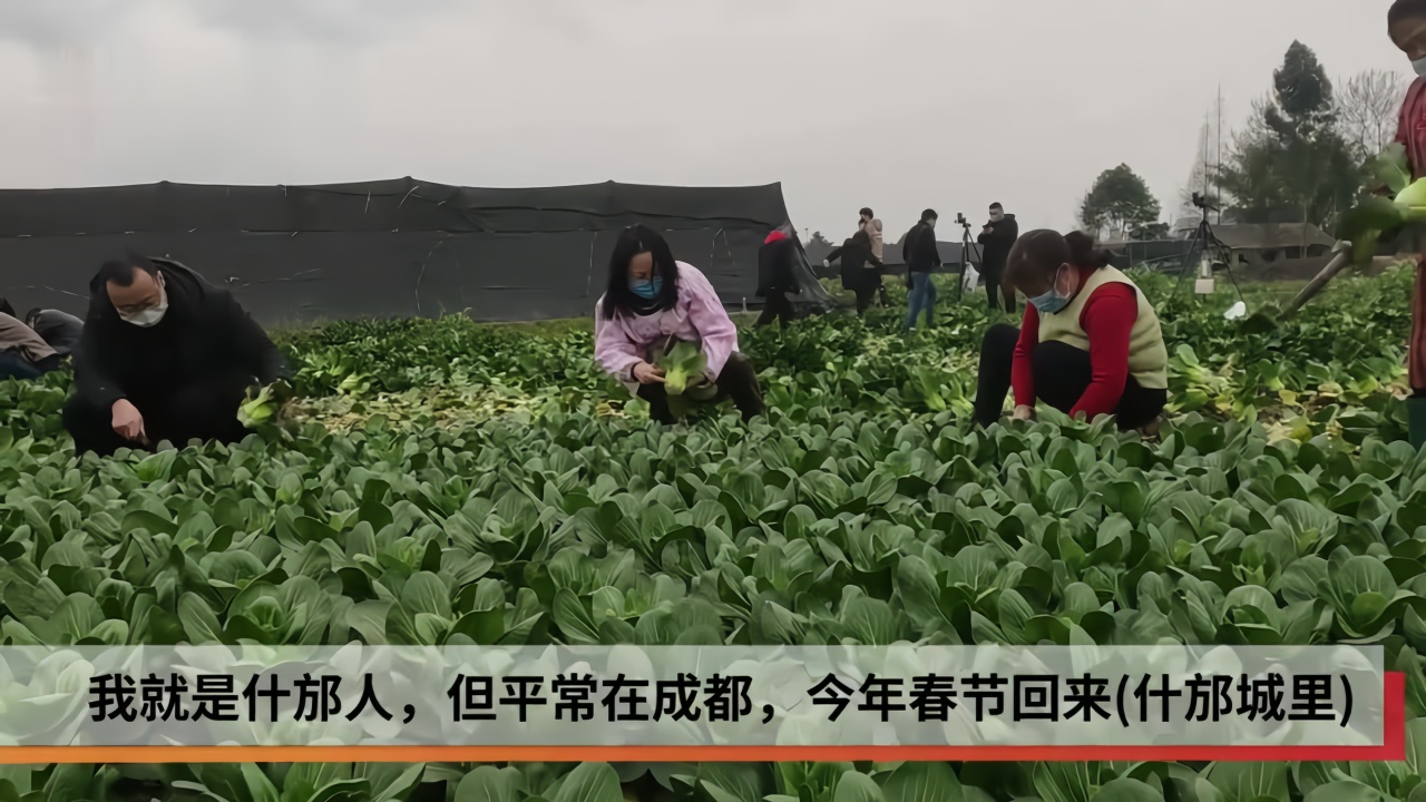 德阳“大树哥”向武汉捐菜10万斤 有人从城里赶到田里义务割菜