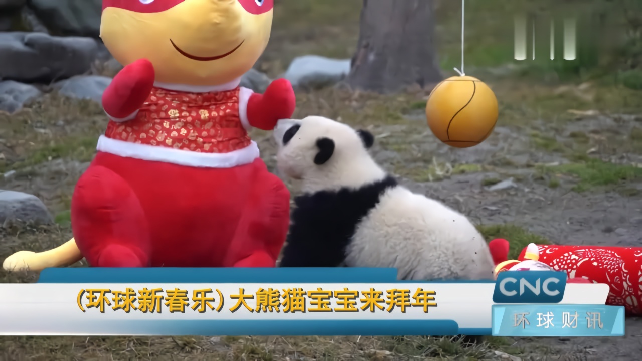 大熊猫宝宝来拜年