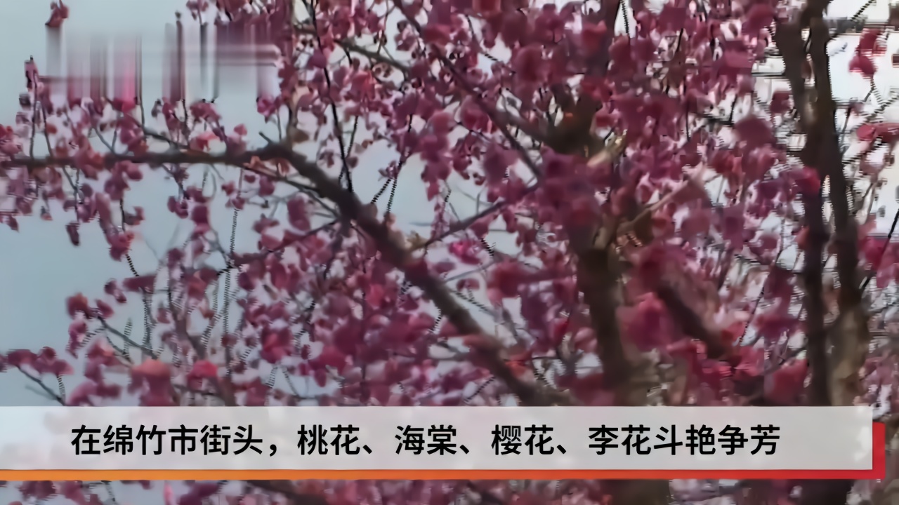 视频｜春暖三月 花开德阳