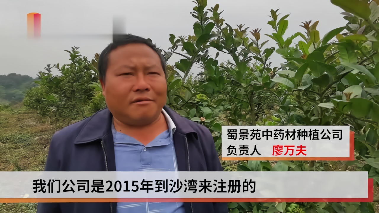 生活重启丨四川最大佛手柑基地 花果满枝丰收在望