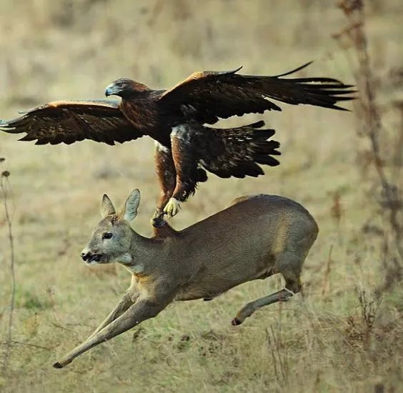 獵豹飛撲獵物瞬間,大自然的法則就是殘酷的這是什麼鳥,太罕見了吧原來