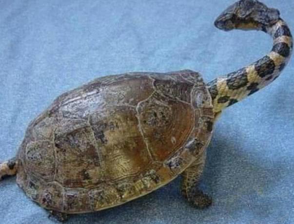 长得很奇怪的甲鱼,头和尾巴都特别长,就像一条蛇跑进甲鱼肚子里一样