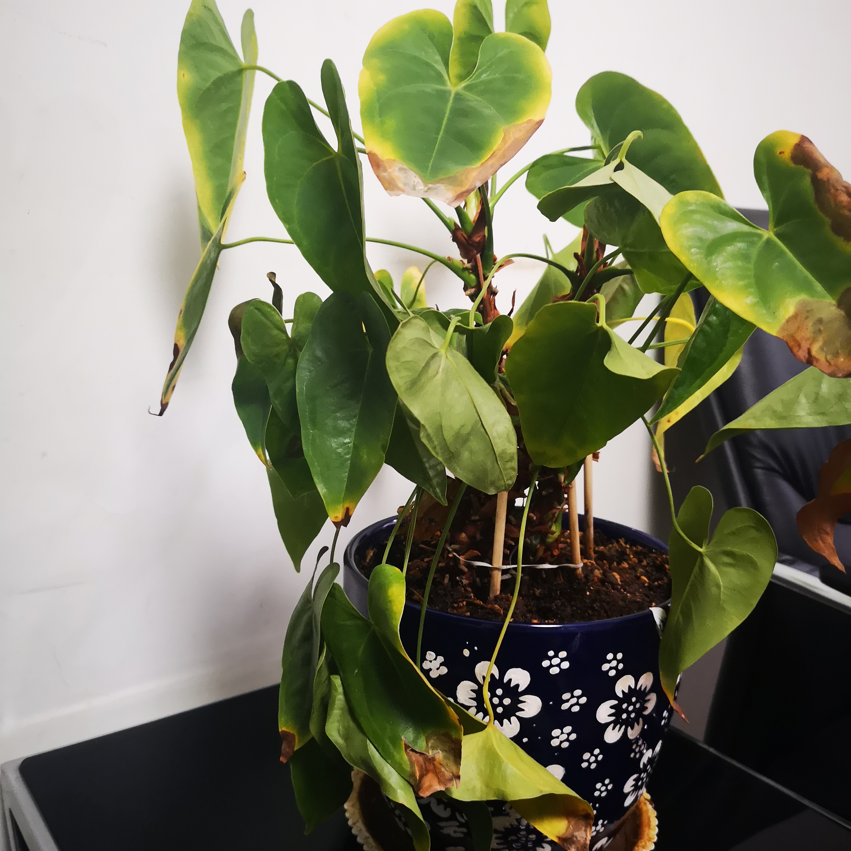 红掌黄叶,按照这2点去排查,很容易解决!__凤凰网