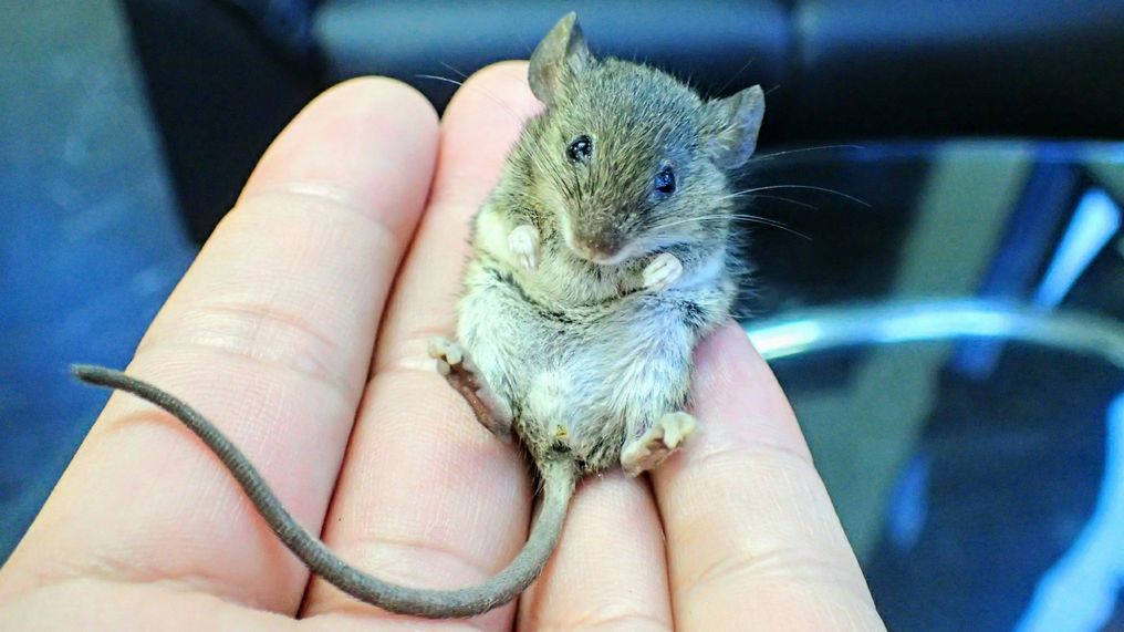 你会养爬行类宠物吗fm十万个为什么