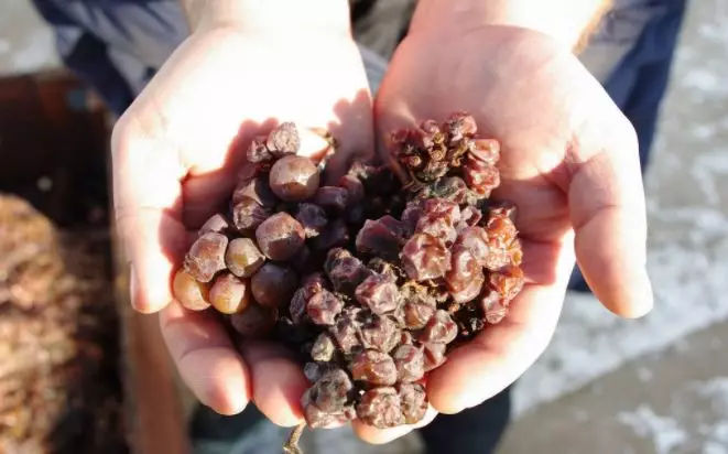 干货贵腐菌与葡萄酒的不解之缘