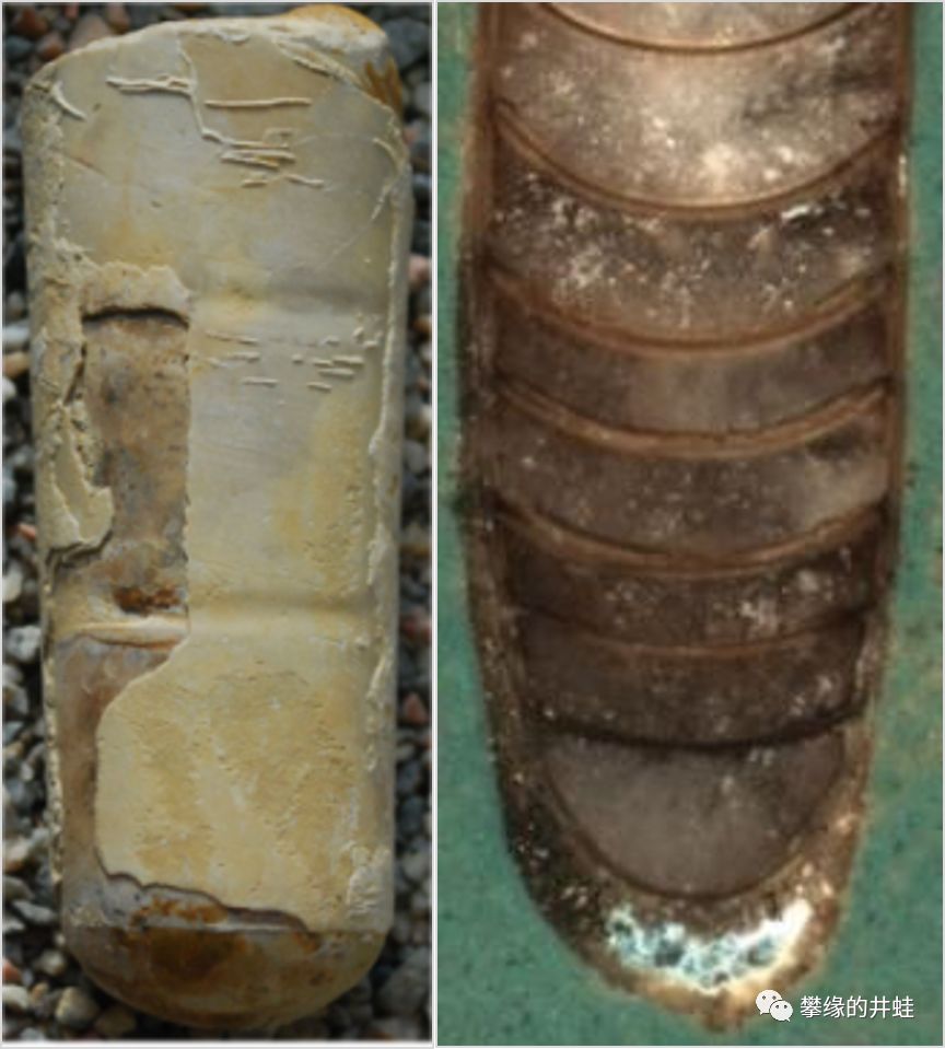 另外两种晚石炭世蛸形类的贝壳化石.