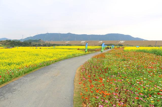 2019春节期间,深圳光明小镇欢乐田园花海灿烂