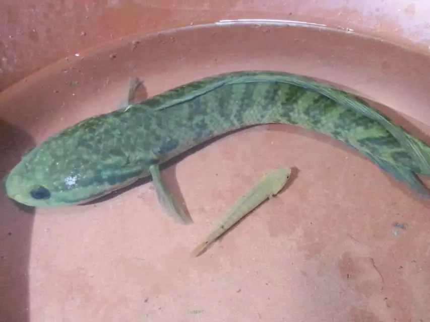 月鳢肉质比黑鱼细腻,用来炖汤很是鲜美爽滑,而且这月鳢肉所含的粗蛋白