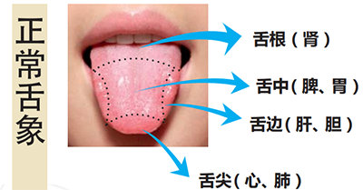 正常人舌头结构图图片