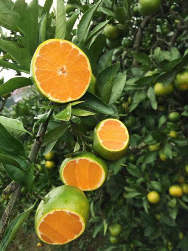 大片果园放飞朴实的梦想生命力顽强的四会柑农民这么形容它