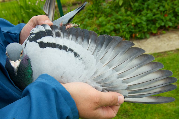 最顶级赛事的冠军鸽翅膀,一起来看看__凤凰网