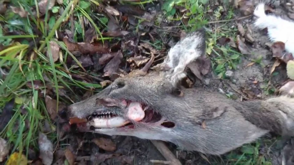 感染"僵尸病毒"的鹿已席卷美国24个州,恐会传染给人