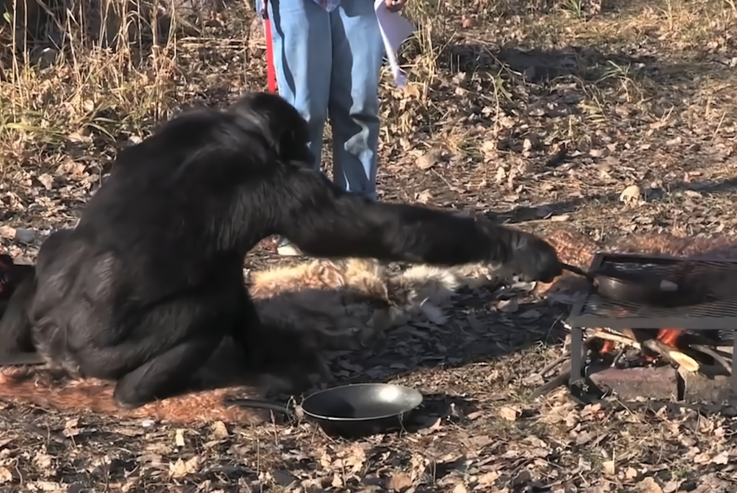 大猩猩自己生火烧烤有着20年的烹饪经验你想尝尝它的手艺吗