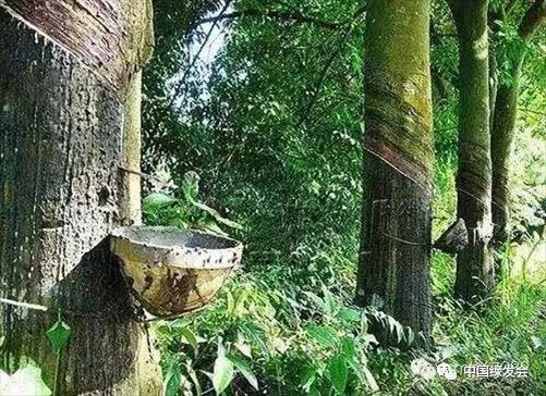 野蛮橡胶林侵蚀大象家园,景洪周边70%的山地雨林已被橡胶林替代 | 绿会志愿者生态纪行__凤凰网