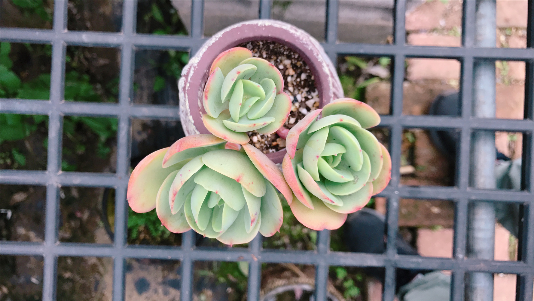 鸡蛋碧桃小老桩:边控养,边露养,养出红色"大长腿"!