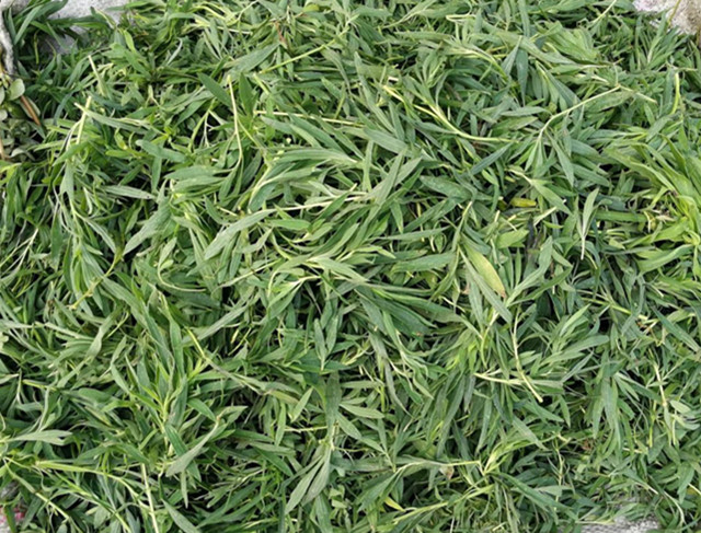小时候的“笤帚”菜，只用来扎扫帚，暴殄天物！__凤凰网