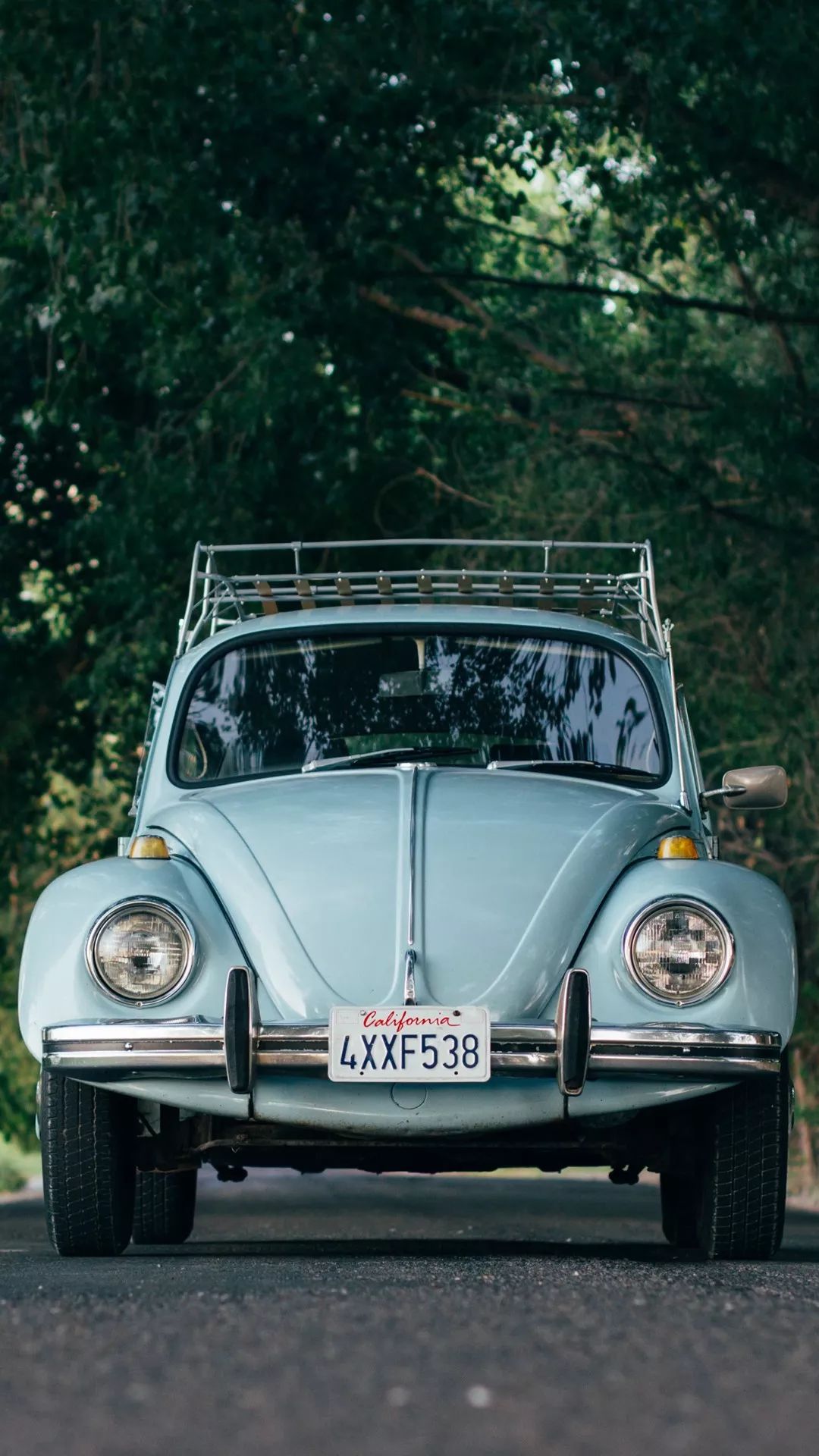 壁纸今天的主题是甲壳虫