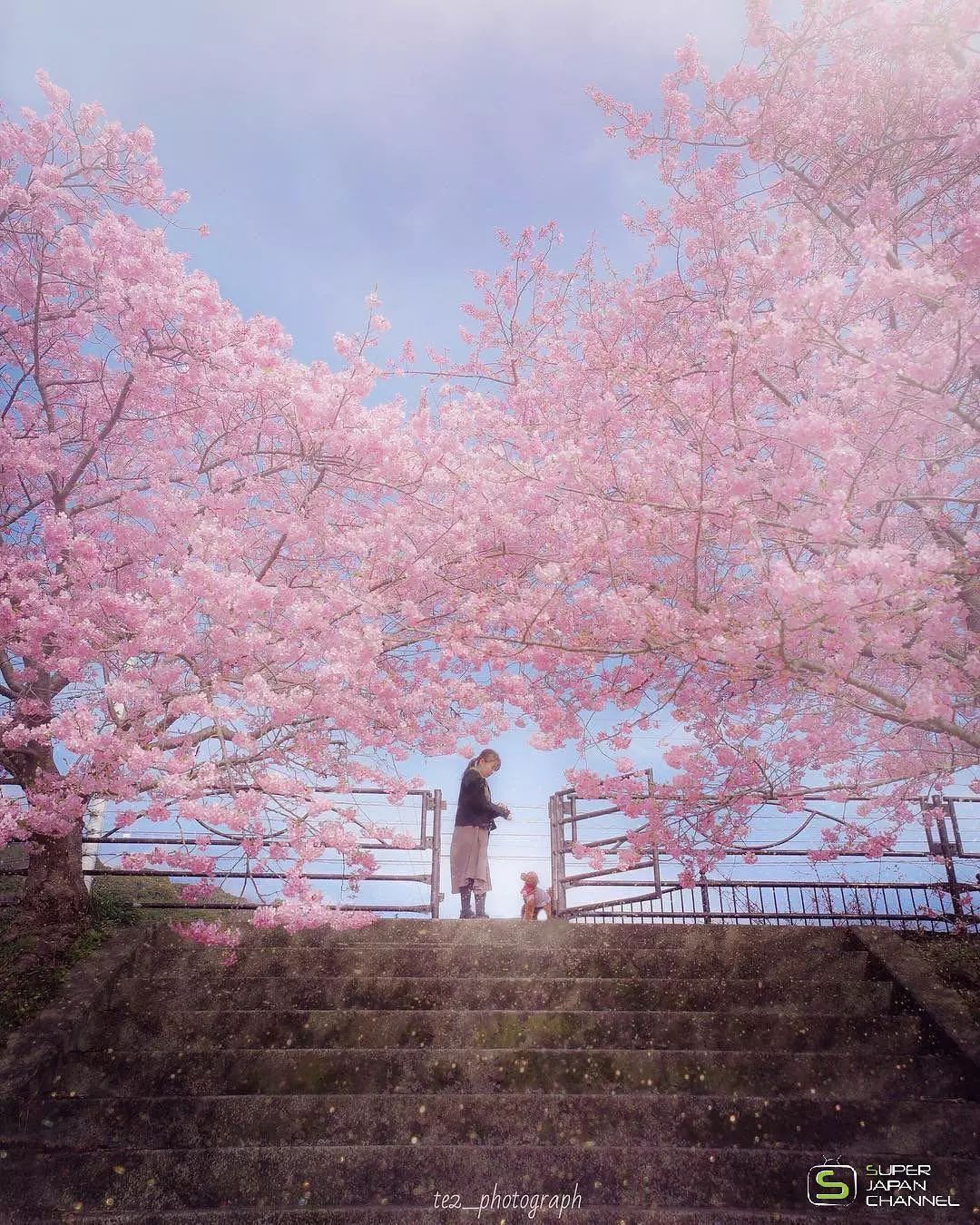 看了ins上1000 张高赞照片,我总结出6条拍好樱花人像的实用技巧