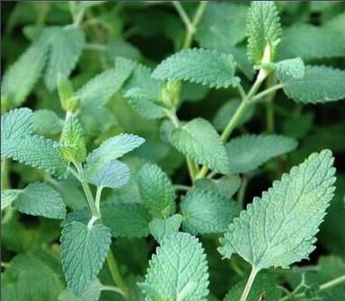 荷荷芭油10毫升 葡萄籽油10毫升 薄荷2滴 熏衣草2滴 洋甘菊1滴2,呼吸