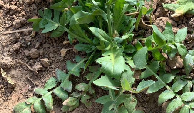 阳春三月,野菜遍地,让你不得不吃的几种植物