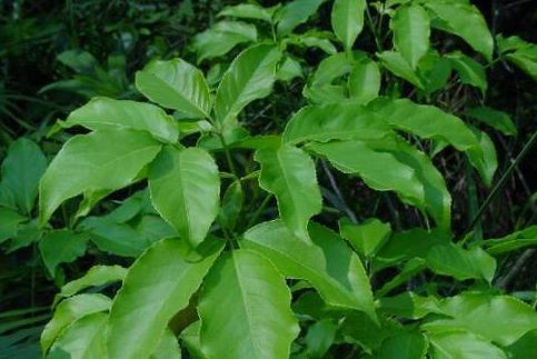 农村常见的一种野树具有清热解毒咽喉肿痛祛风湿的功能