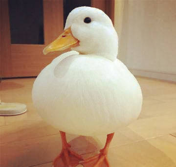 王校长买了两只鸭子上了热搜,网红宠物鸭callduck走红网络__凤凰网
