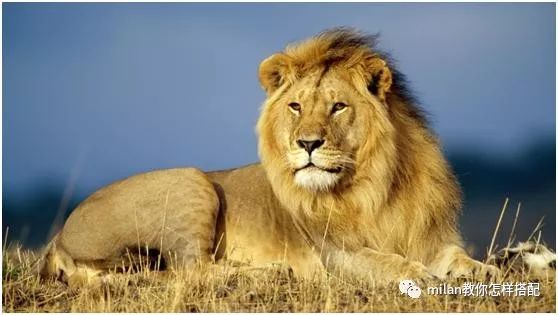 心理学:选一只你觉得最霸气的狮子,测你是外表强大还是内心强大