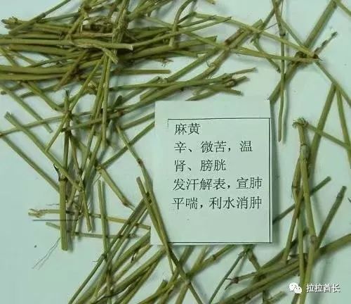 麻黄草种子图片