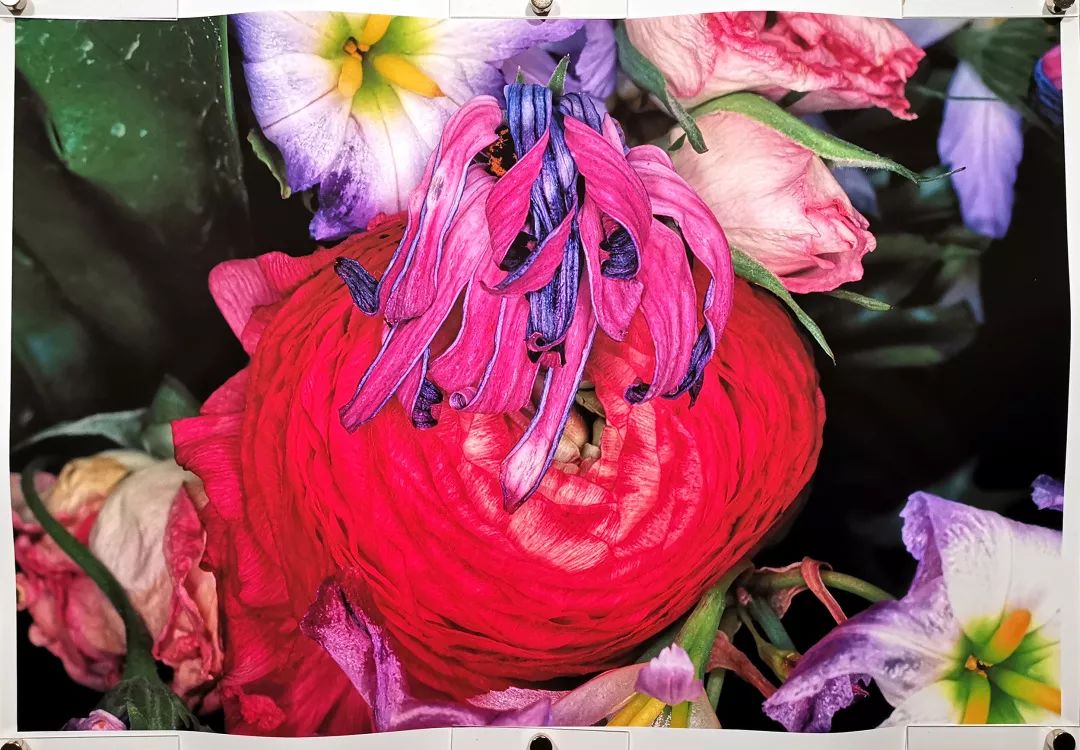 荒木经惟摄影展.花幽 | 南艺 #作品200p