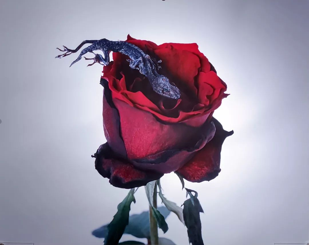 荒木经惟摄影展.花幽 | 南艺 #作品200p