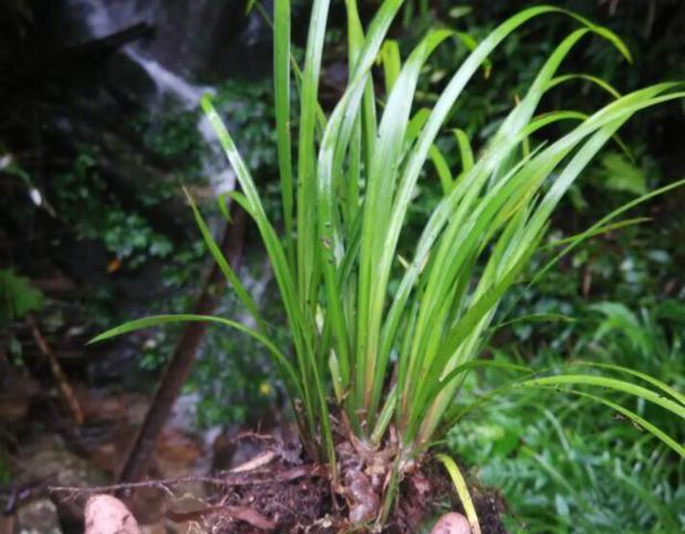 有水的地方就有这种植物,南方常见的植物草药!
